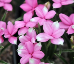 Two toned pink and white flowers
